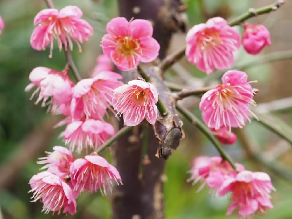 しだれ梅　ピンク色の花