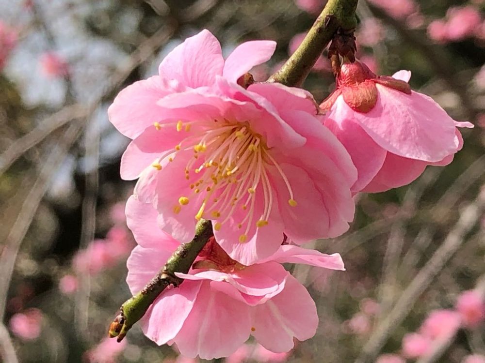 しだれ梅　ピンク色の花