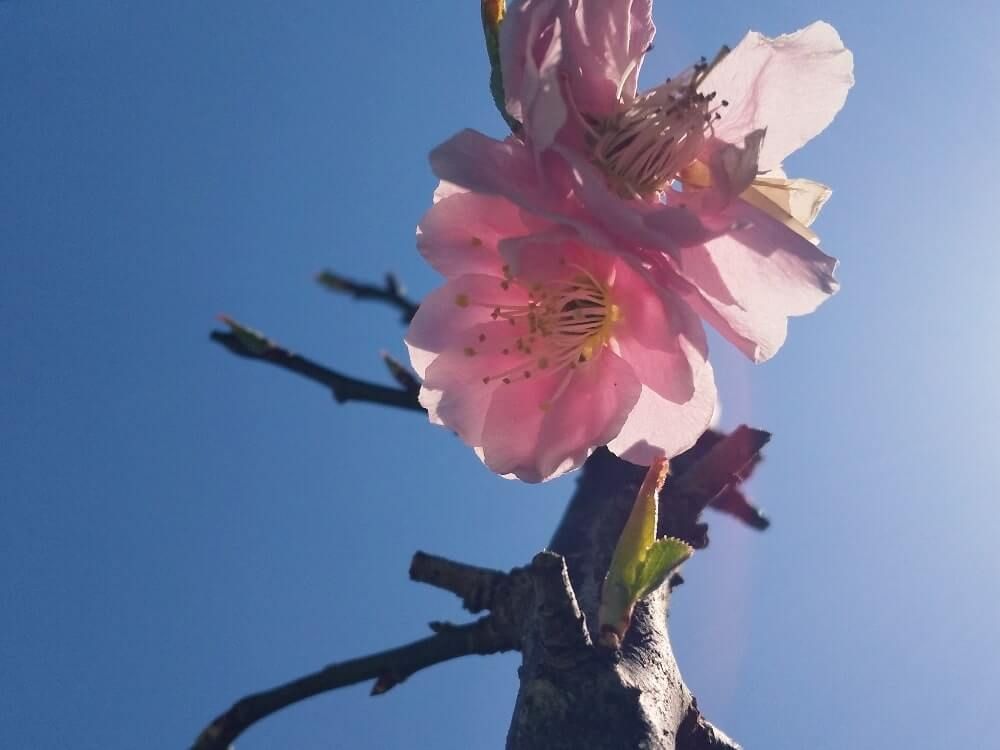 しだれ梅　ピンク色の花　青空