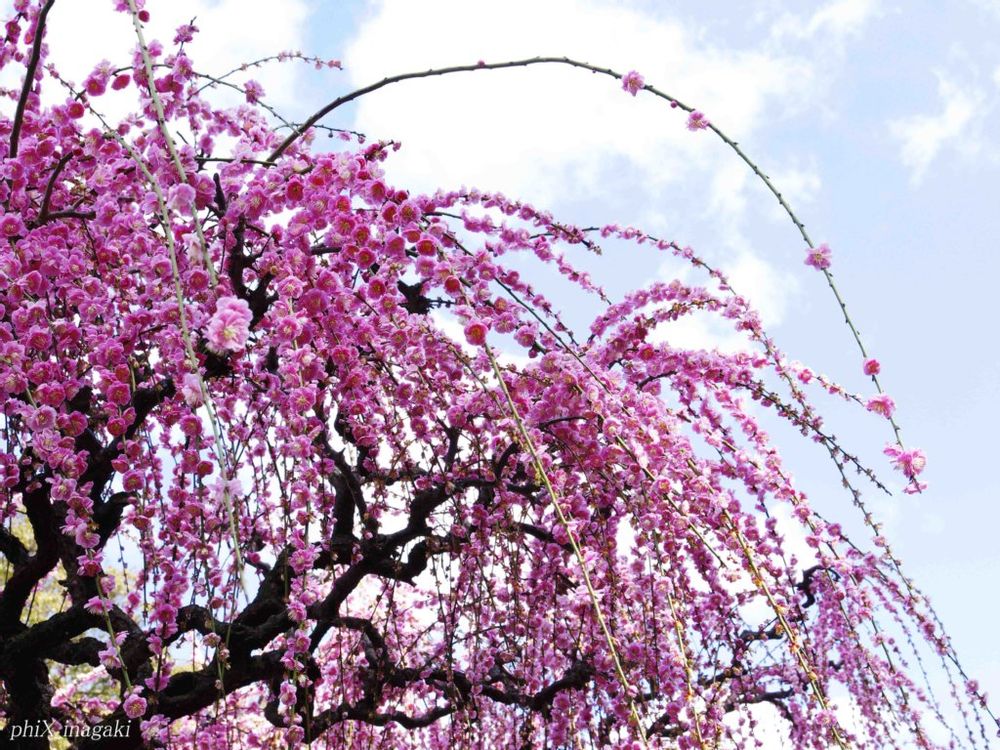 しだれ梅　ピンク色の花　青空