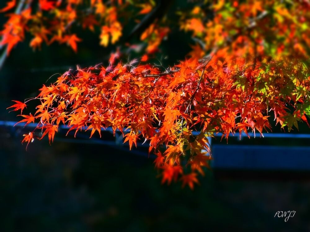もみじ　紅葉　