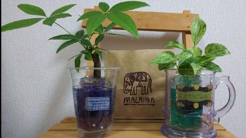 パキラの風水 玄関やトイレなどおすすめの置き場所は Greensnap グリーンスナップ