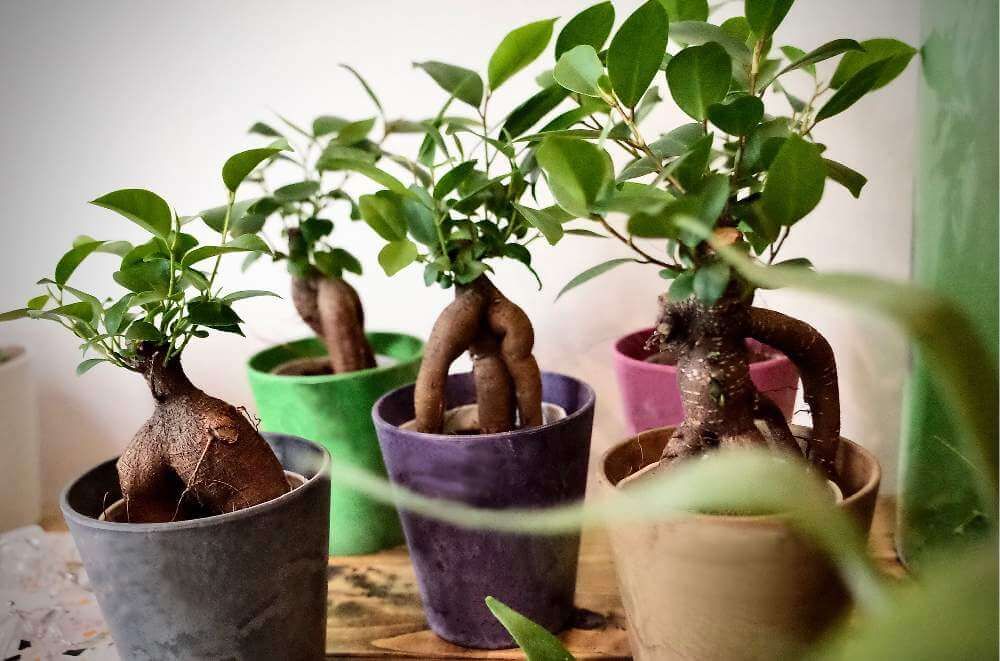 ガジュマル（フィカス・ミクロカルバ）