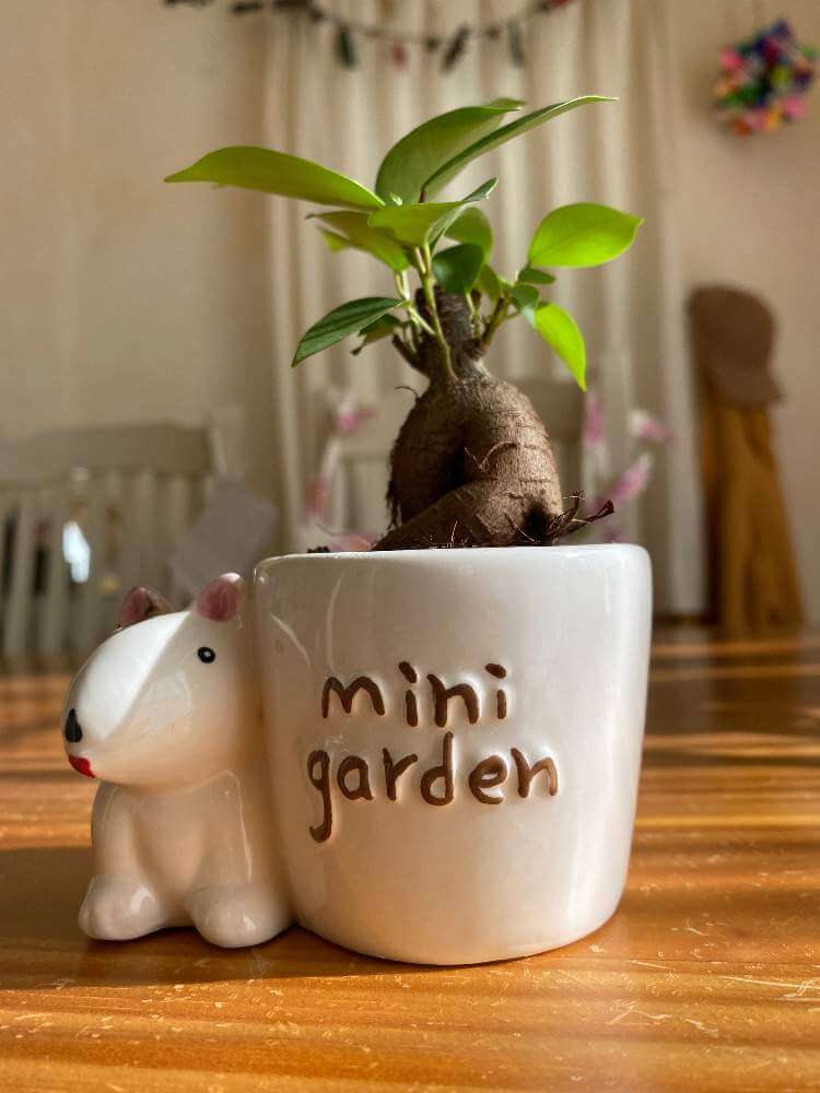 ガジュマルの剪定 方法や時期は 行う目的 理由とは Greensnap グリーンスナップ