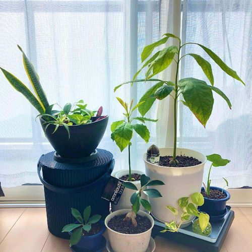 ガジュマルの植え替え おすすめの時期やコツは その後の管理はどうする Greensnap グリーンスナップ