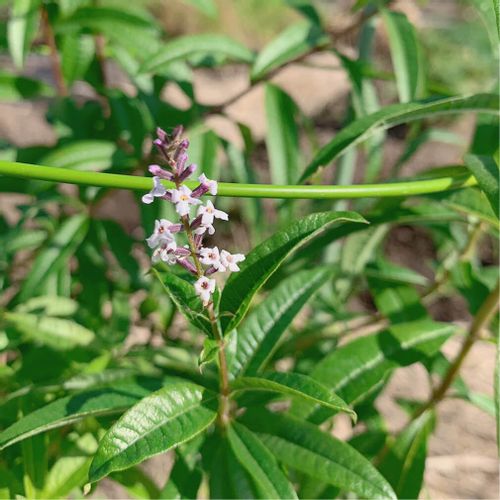 レモンバーベナの育て方 植え付けや植え替えの時期 挿し木の方法は Greensnap グリーンスナップ