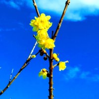 蝋梅の育て方｜鉢植えの植え替え時期は？挿し木の増やし方を紹介の画像