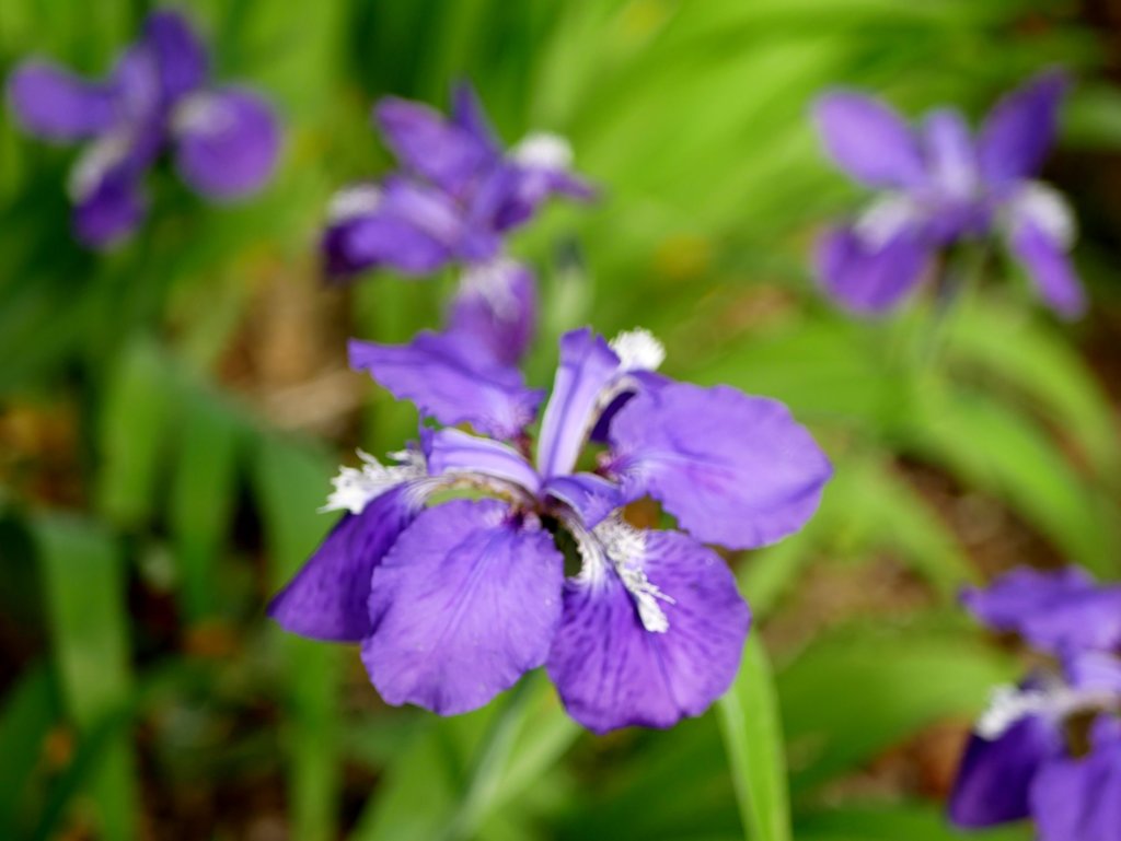 イチハツ　紫色の花
