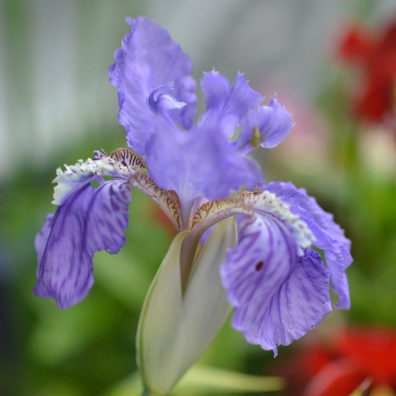 イチハツの育て方 鉢植えや地植えでの栽培のコツは どんな花が咲く Greensnap グリーンスナップ