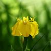 キショウブの育て方｜栽培のコツは？どんな花を咲かせる？の画像