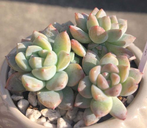 セダムの種類 それぞれの特徴やおすすめは 紅葉する品種は Greensnap グリーンスナップ