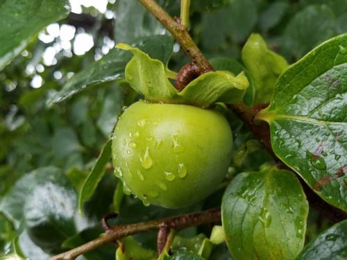 柿の木の育て方 肥料の量 収穫 苗木の鉢植え方法は 寿命はどれくらい Greensnap グリーンスナップ