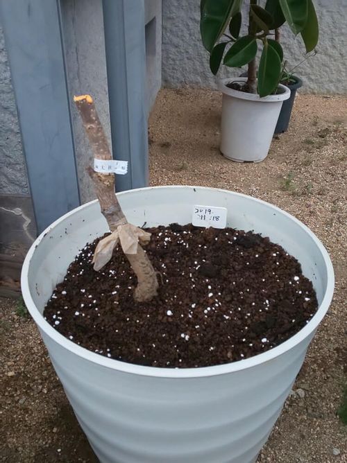柿の木の育て方 肥料の量 収穫 苗木の鉢植え方法は 寿命はどれくらい Greensnap グリーンスナップ 柿の木の育て方 肥料の量 収穫 苗木の鉢植え方法は 寿命はどれくらい Greensnap グリーンスナップ