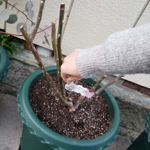 庭木の剪定 樹木によって時期や方法が違う 忌み枝の種類は Greensnap グリーンスナップ