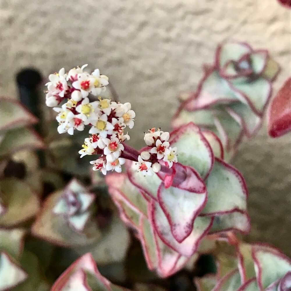 多肉植物　星の王子　クラッスラ