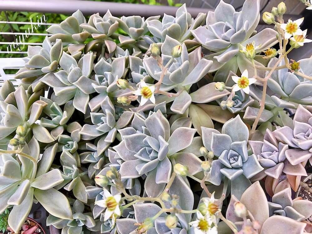 多肉植物　朧月