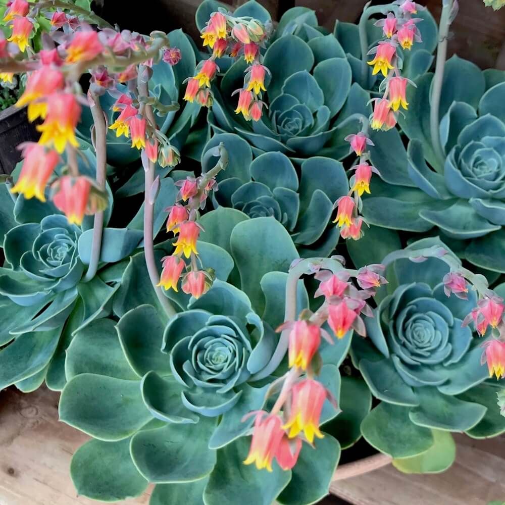 多肉植物　エケベリア　七福神