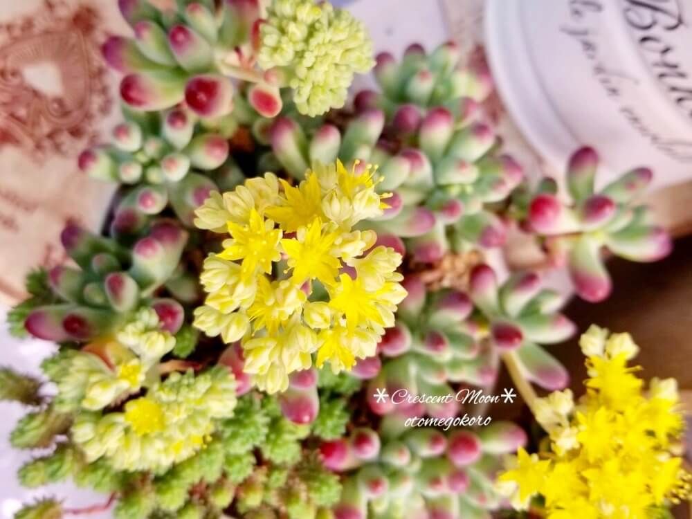 セダム　乙女心　多肉植物