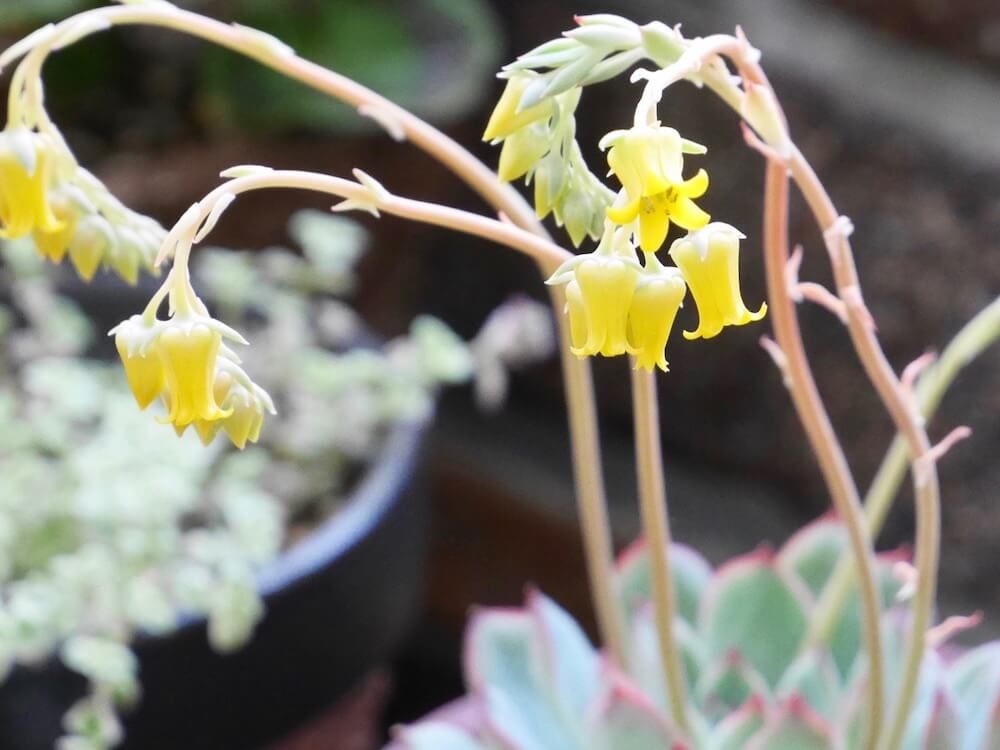多肉植物　エケベリア　花うらら