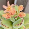 多肉植物も花が咲く！どんな花芽が伸びるの？人気の種類8選の画像