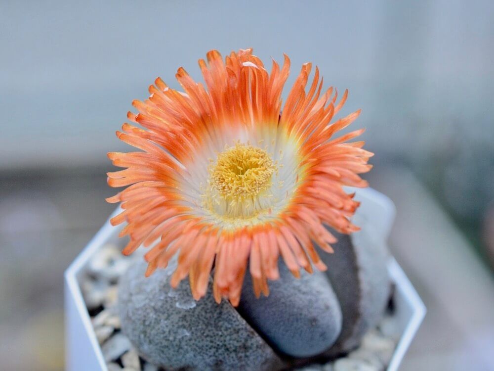 多肉植物　帝玉　メセン