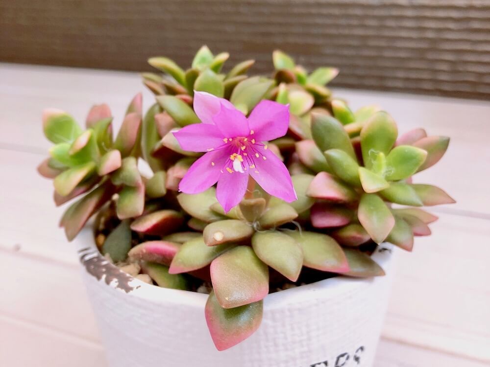 多肉植物　桜吹雪　