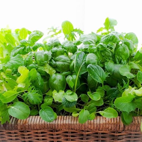 ベビーリーフの育て方 栽培のコツは その栄養価は Greensnap グリーンスナップ