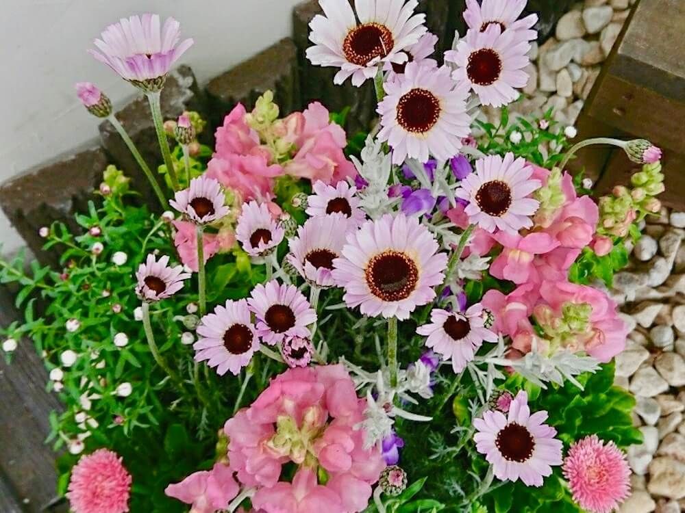 寄せ植え　春