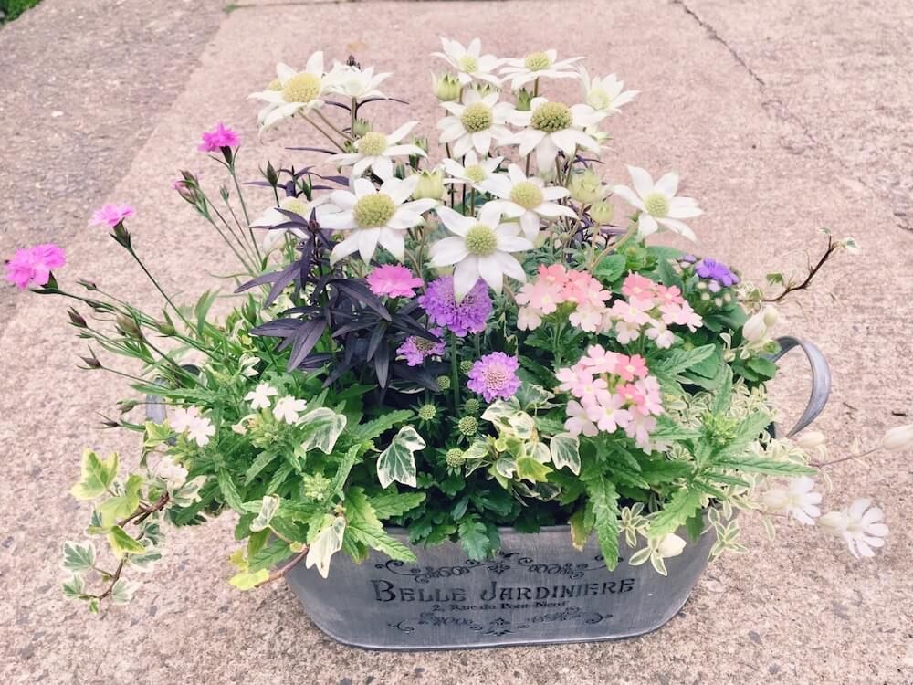 寄せ植え　春