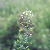 ナズナ(ぺんぺん草)の育て方｜水やりの頻度は？増やし方は？の画像