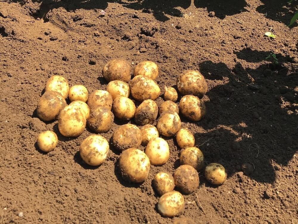 ジャガイモ　家庭菜園　栽培