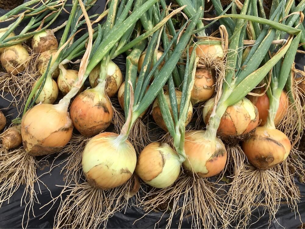 玉ねぎ　栽培　家庭菜園