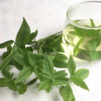 レモンバーベナの育て方｜植え付けや植え替えの時期、挿し木の方法は？の画像