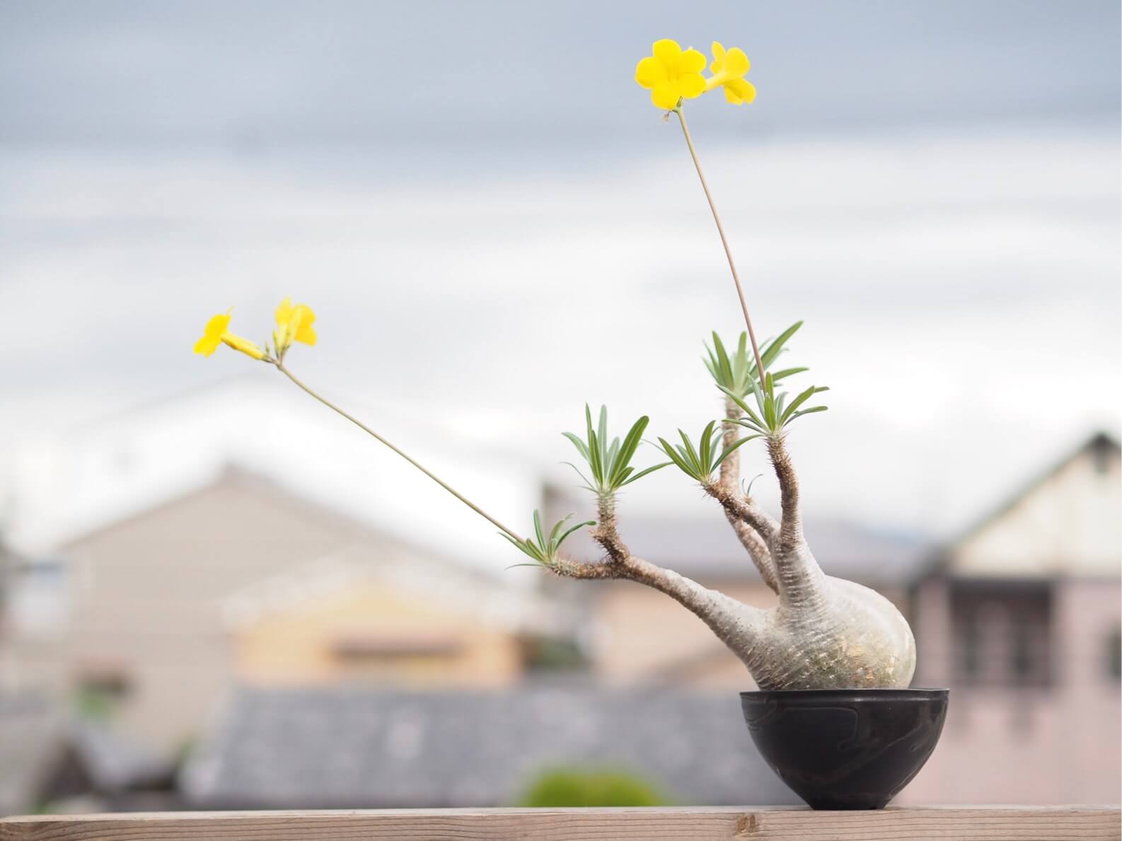 グラキリスの育て方 植え替えのコツは どんな花が咲く Greensnap グリーンスナップ