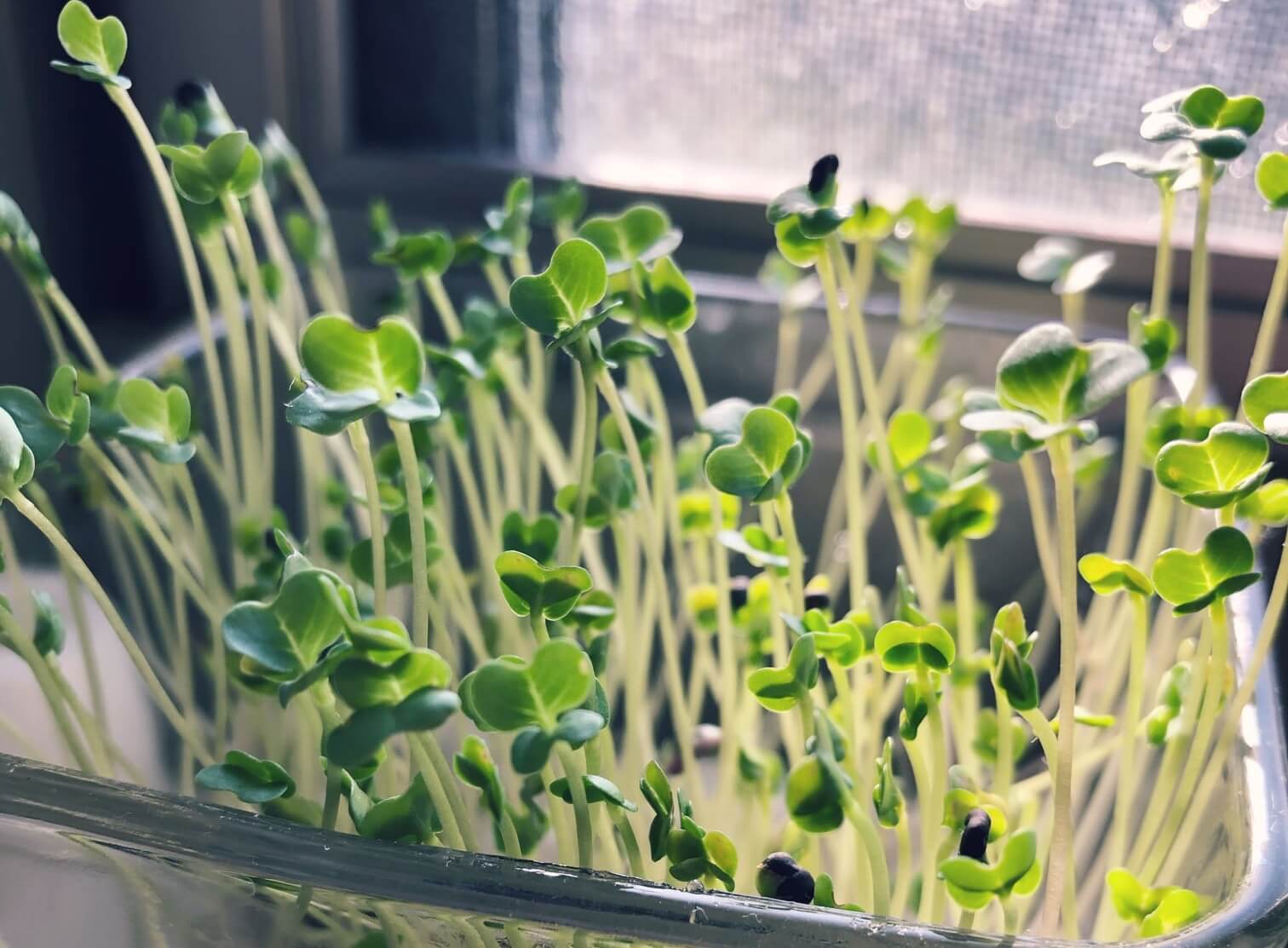水耕栽培で育てられる野菜や観葉植物16選 始め方や管理方法は Greensnap グリーンスナップ