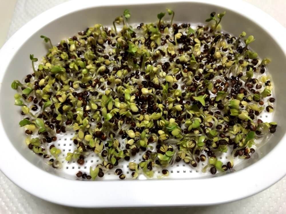 ブロッコリースプラウト