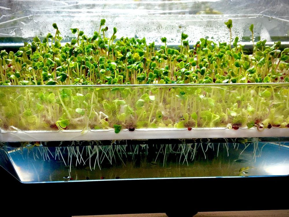 ブロッコリースプラウト