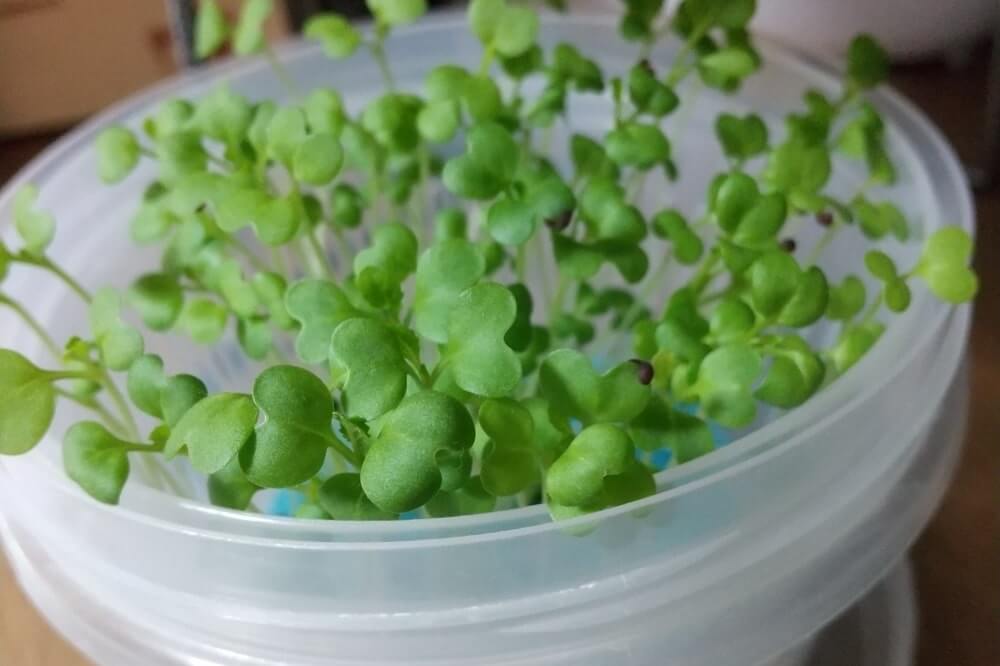 再生 ブロッコリー スプラウト ブロッコリースプラウトの栽培1回目 コツと育て方