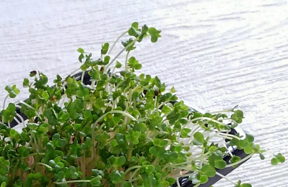 ブロッコリースプラウトの育て方 種から栽培するコツは どんな栄養 効果がある Greensnap グリーンスナップ