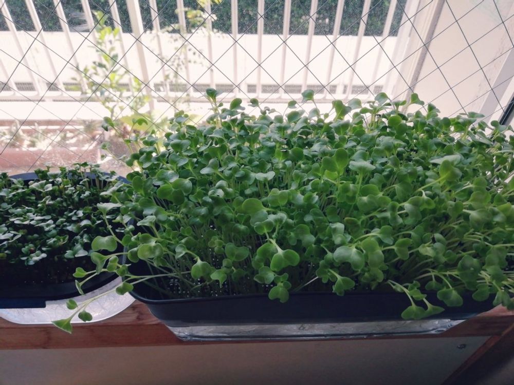 ブロッコリースプラウト