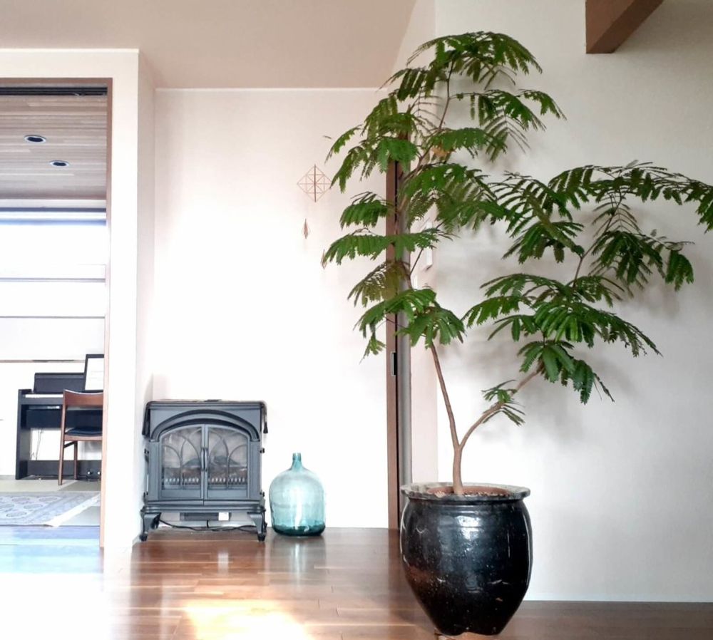 観葉植物