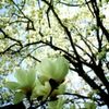 白木蓮(ハクモクレン)の花言葉｜花や実の特徴、コブシとの違いは？の画像