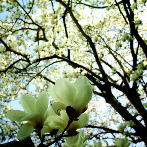 白木蓮 ハクモクレン の花言葉 花や実の特徴 コブシとの違いは Greensnap グリーンスナップ