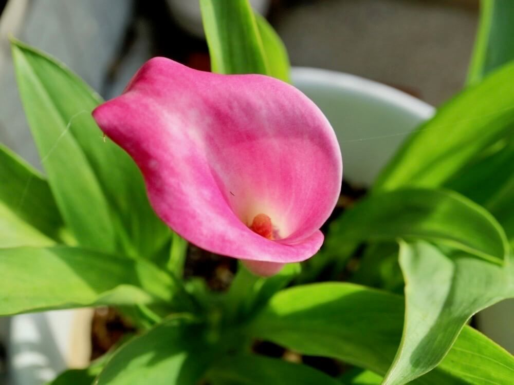 カラー　春植え 球根