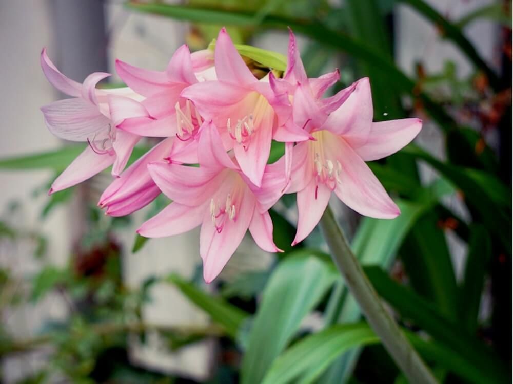 アマクリナム　春植え 球根