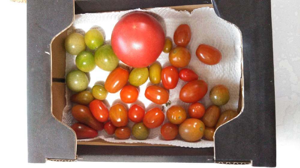 トマトの種類 大玉 中玉 小玉の代表品種は それぞれの特徴は Greensnap グリーンスナップ