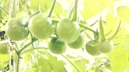 ミニトマト プチトマト の種類 育てやすい品種や栄養は Greensnap グリーンスナップ