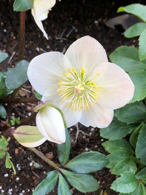 クリスマスローズの植え替え 方法や時期は 株分けも一緒にできる Greensnap グリーンスナップ