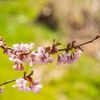 桜の木の剪定方法｜切ってはいけない時期と枝は？図解と年数別で解説の画像