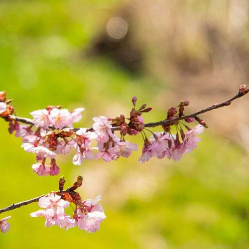 桜の剪定 時期や方法は 切るべき不要枝はどれ 剪定後の手入れは Greensnap グリーンスナップ